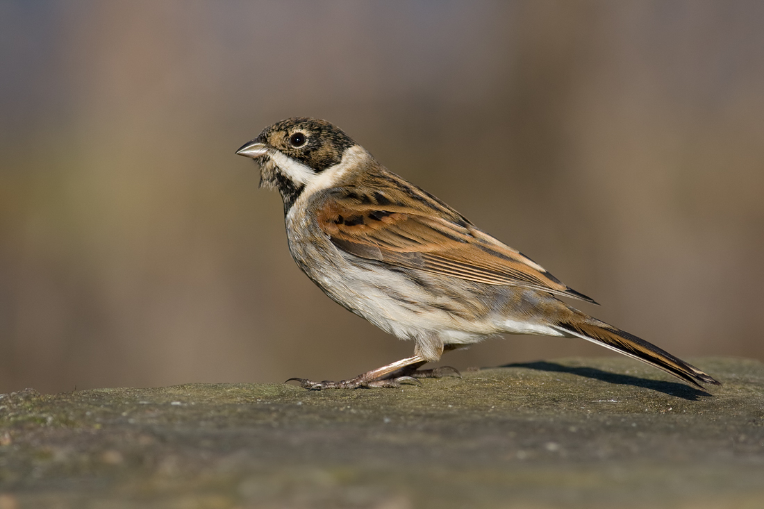 Reed Bunting 1